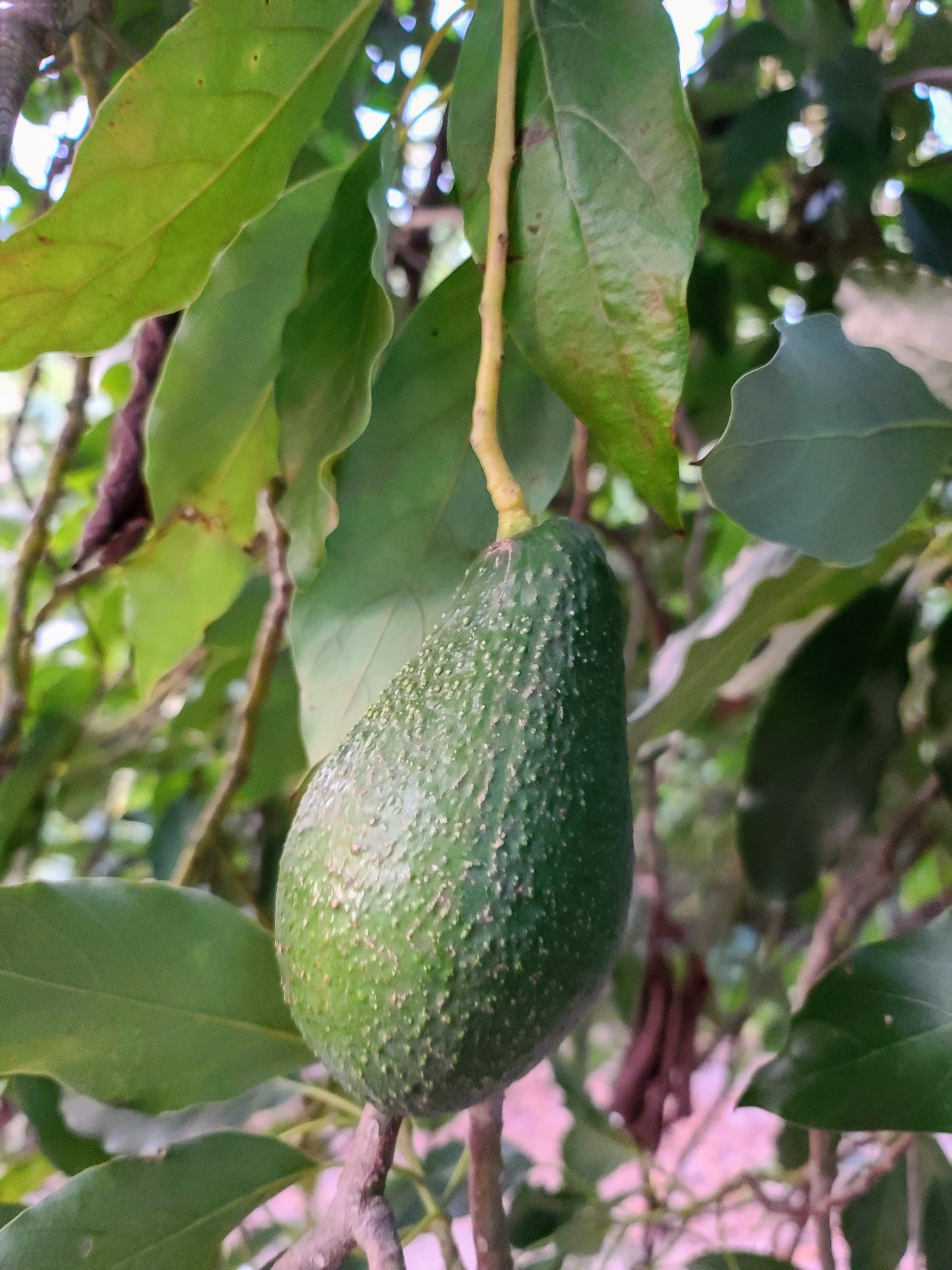 PINKERTON BOX - SMALL