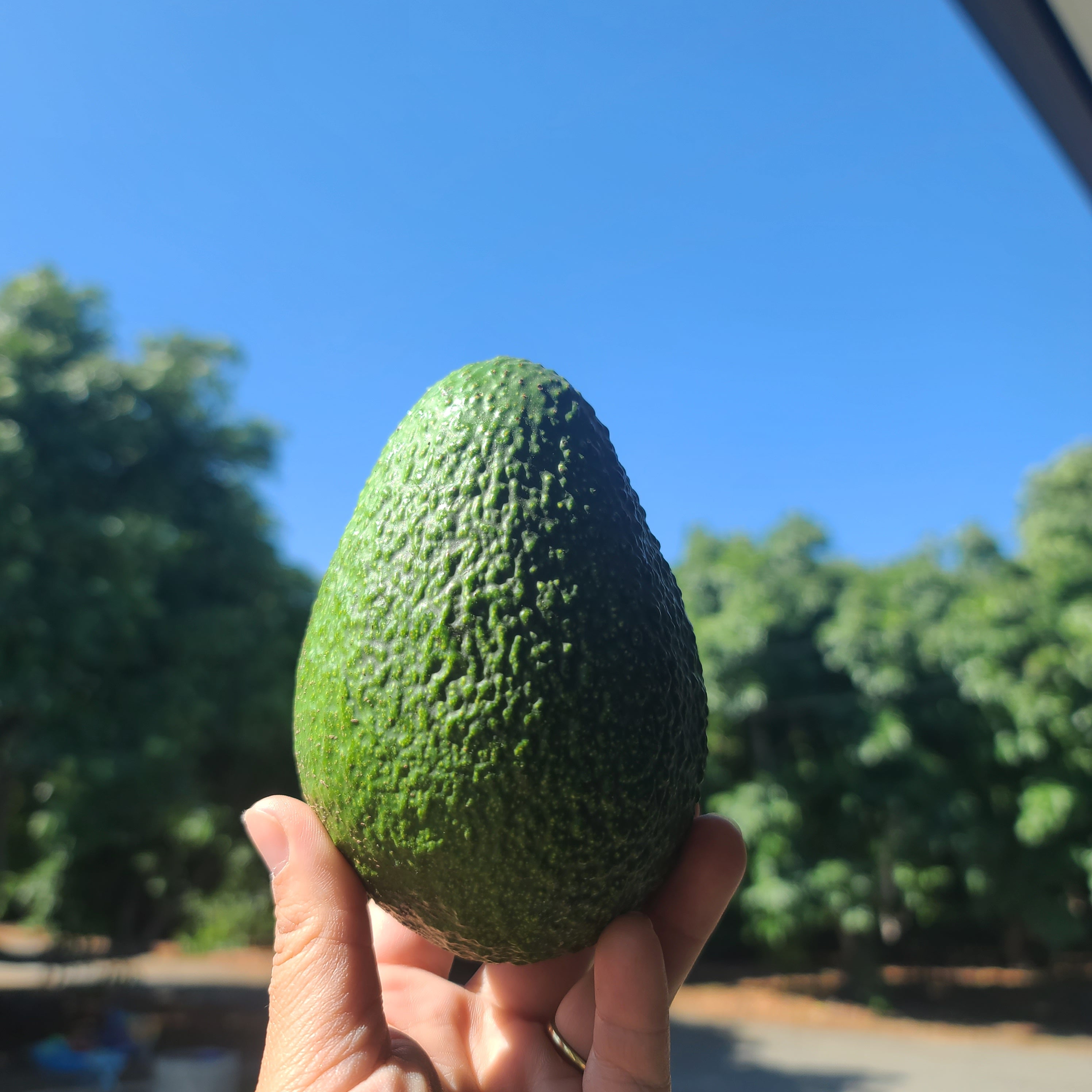 Large Avocado Box Subscription options