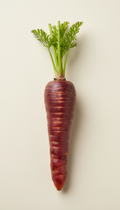 Purple dragon carrot—heirloom variety