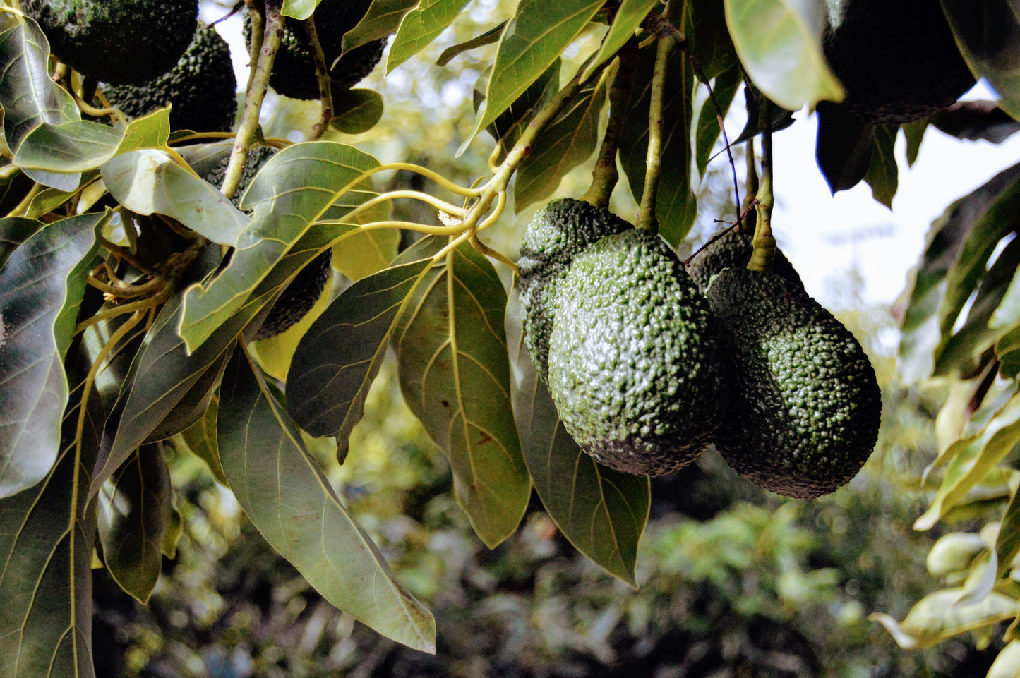 SMALL BOX of avocados  (LOCAL PICK-UP or DROP OFF ONLY)