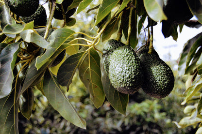 SMALL BOX of avocados  (LOCAL PICK-UP or DROP OFF ONLY)