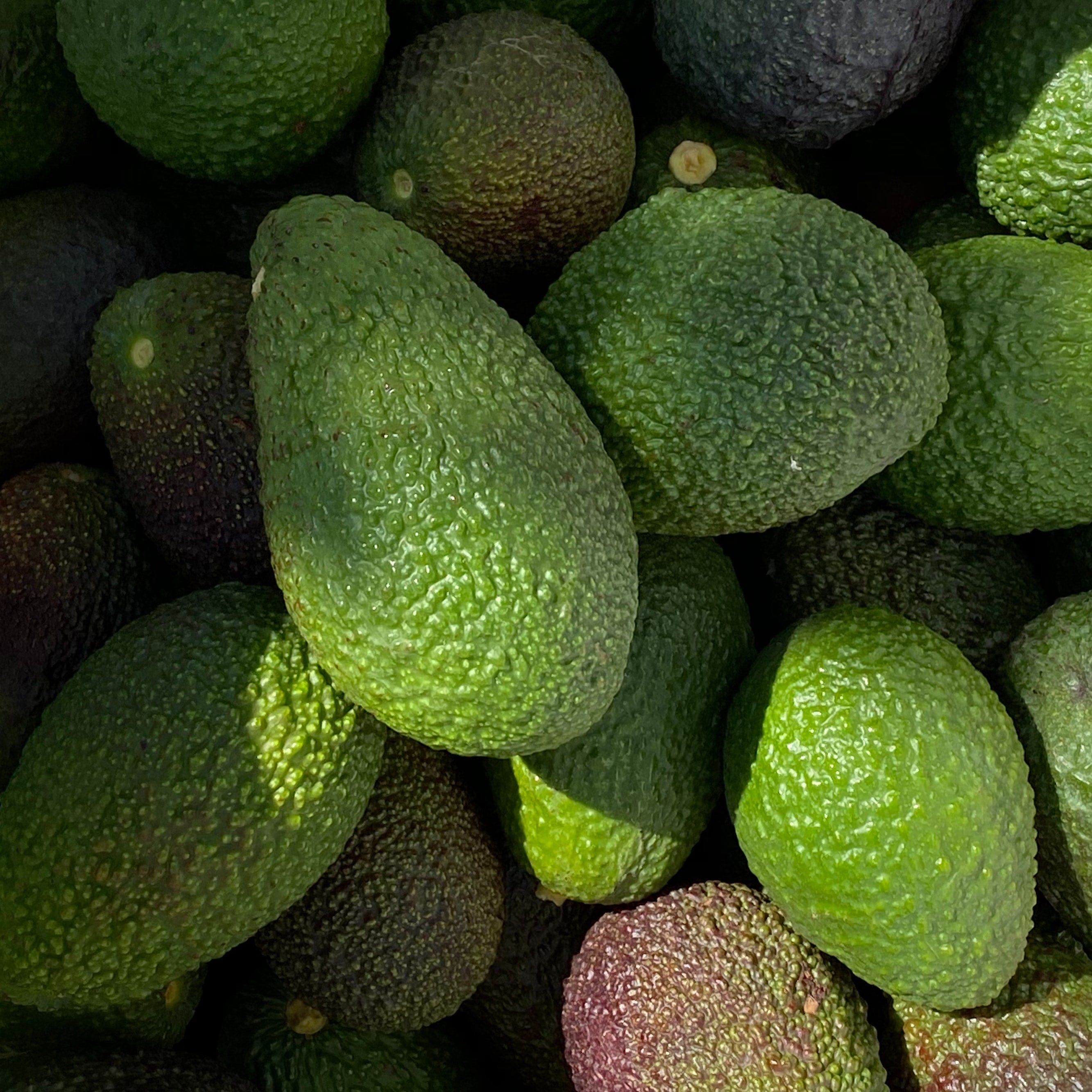 Small Avocado Box Subscription options